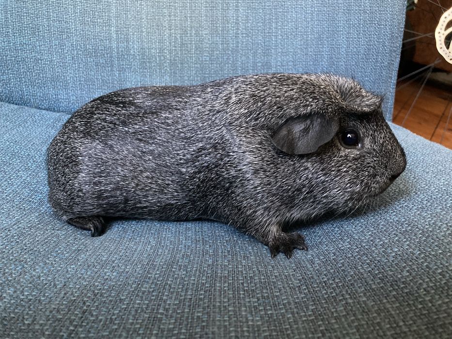 Świnka morska import crested silver agouti