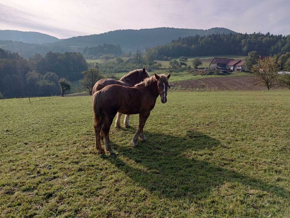 Sprzedam źrebicę zimnokrwistą