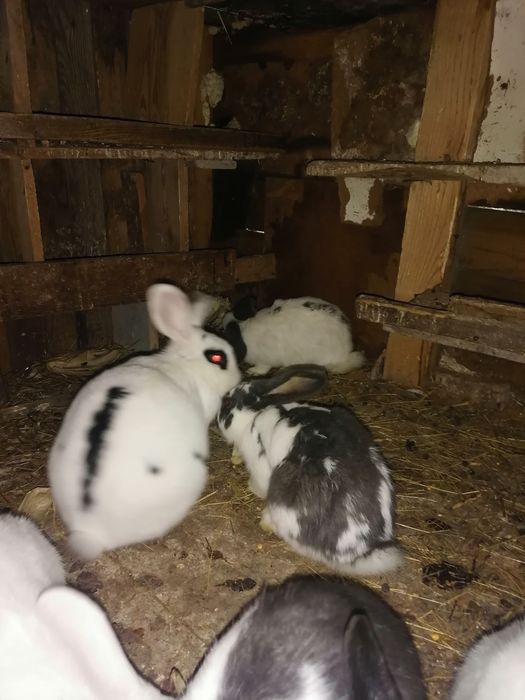 Króliki po srokaczu