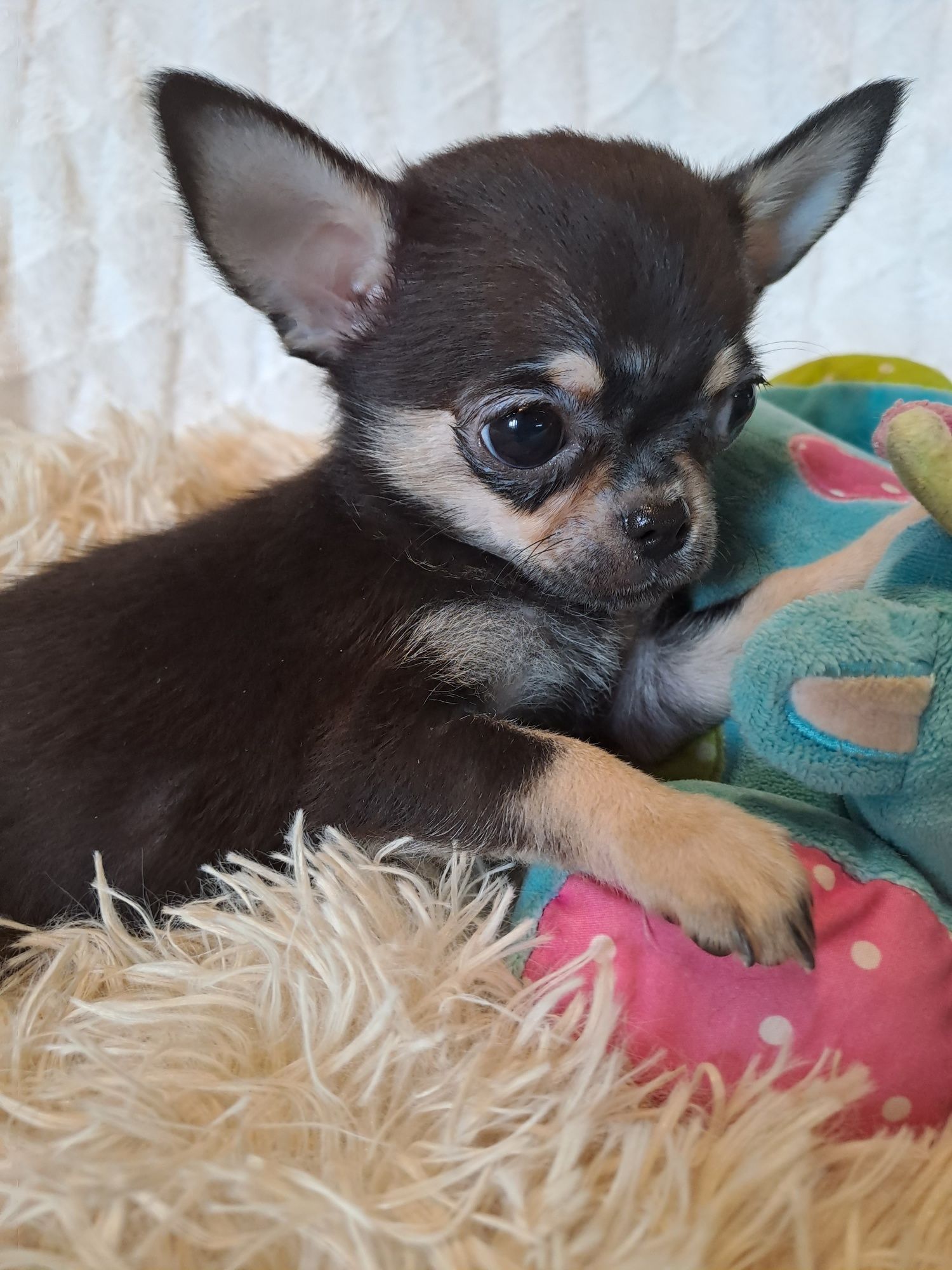 ** SPAYKUŚ**chihuahua xxs black gotowy do odbioru