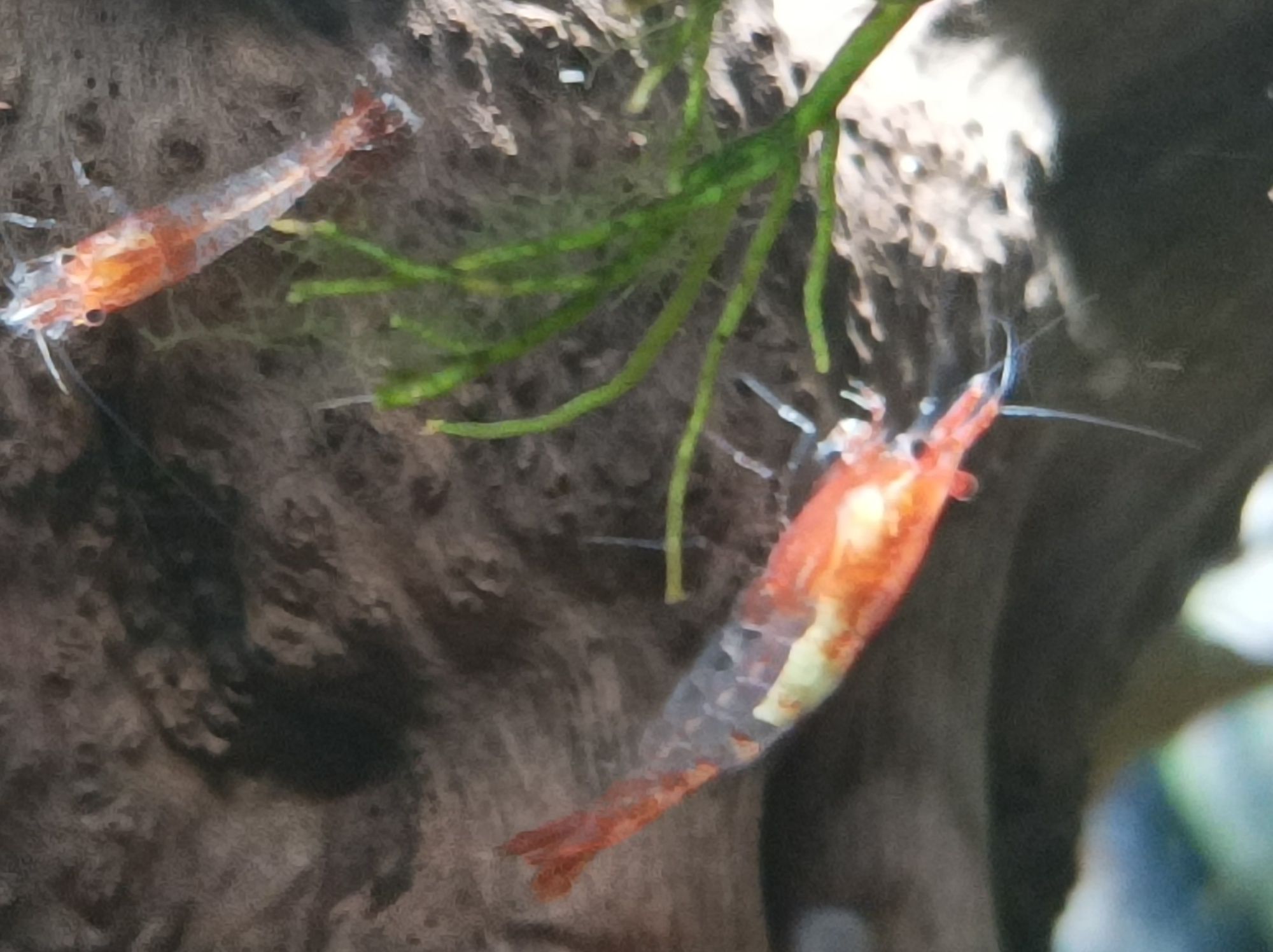 Krewetki neocaridina  Red rili