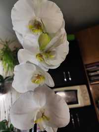 Продам орхідейку 450 грн