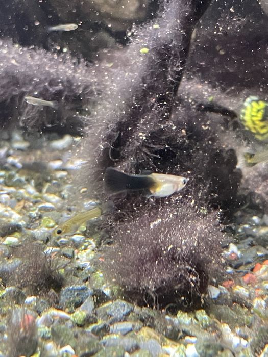 Guppy e Molly  juvenis