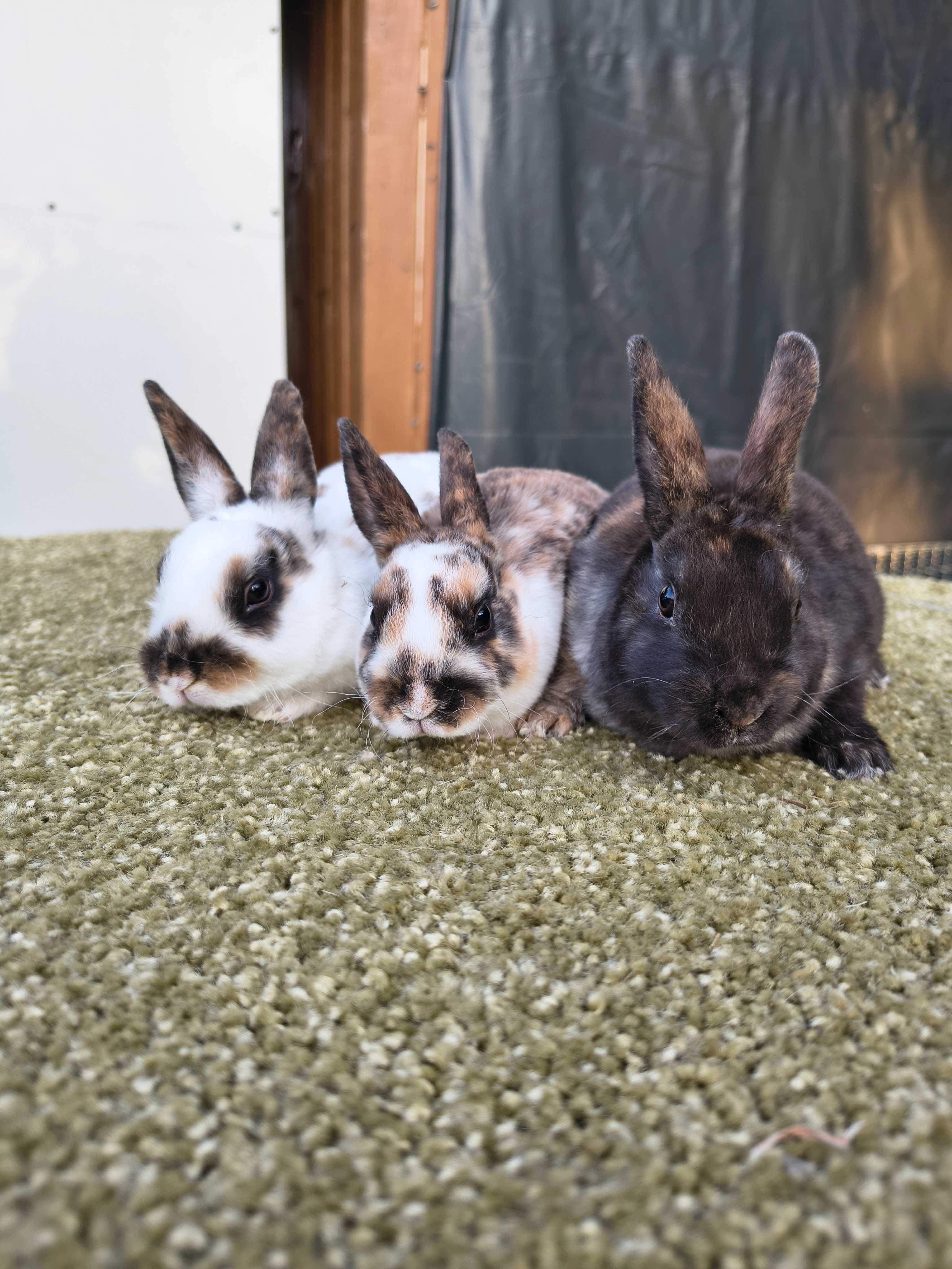 Mini rex gepard/ trojbarwny