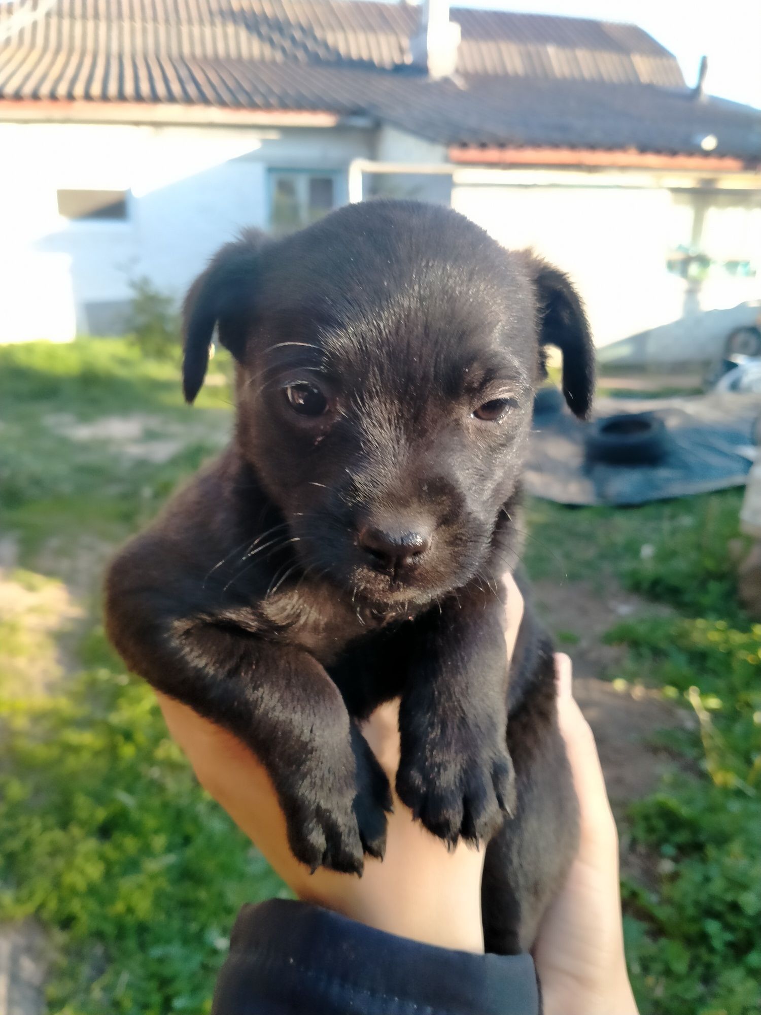 Віддамо в добрі руки маленьких цуценят.