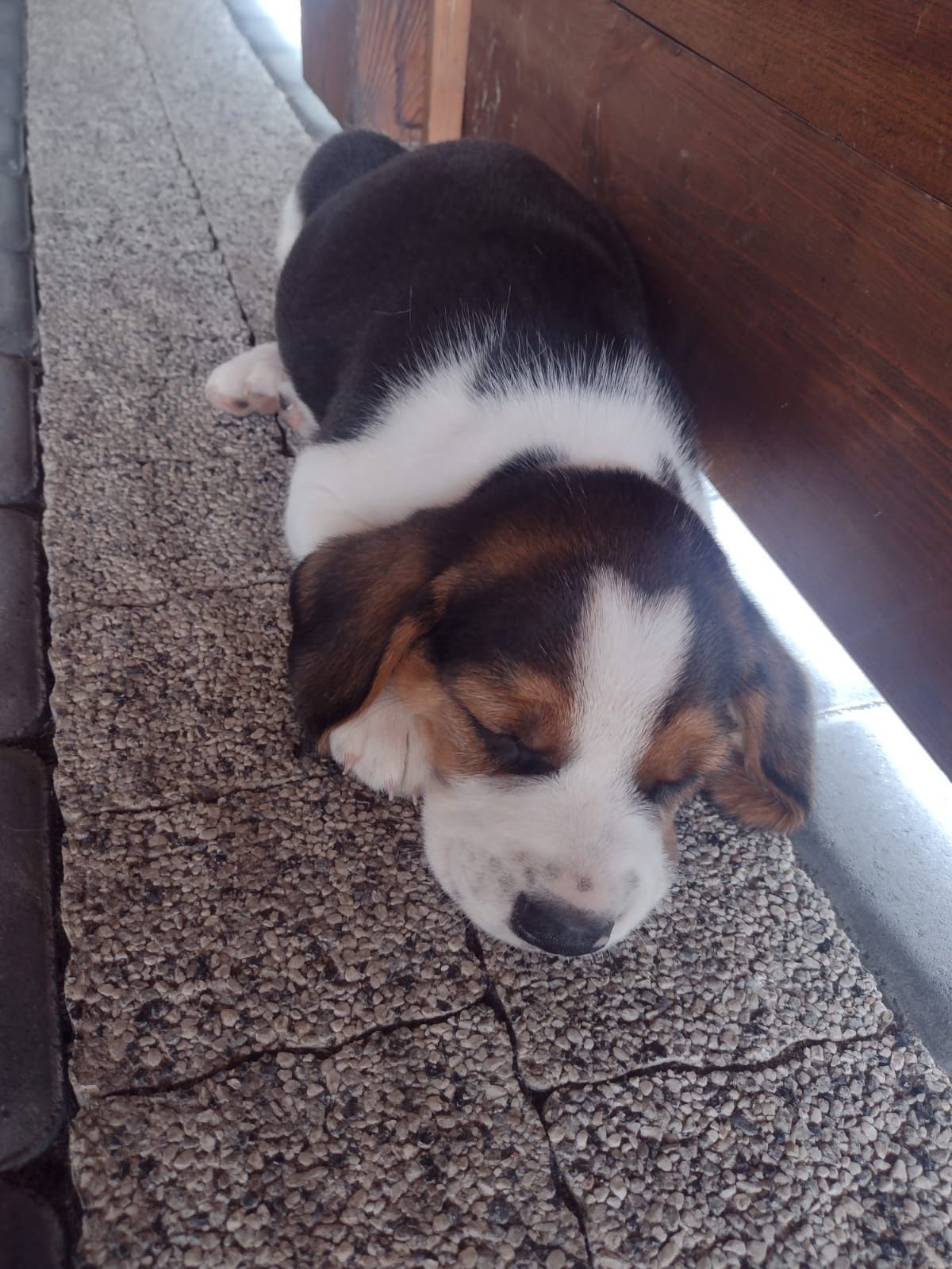 Cudowny szczeniak Beagle tricolor