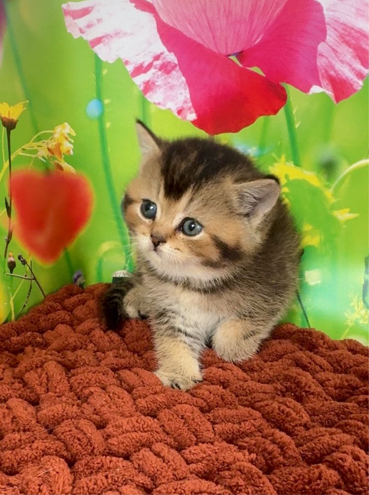 Котик британський тікірований шиншила