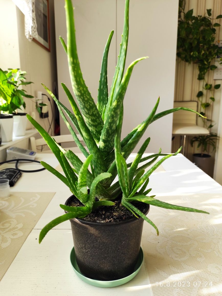 Aloes w doniczce.