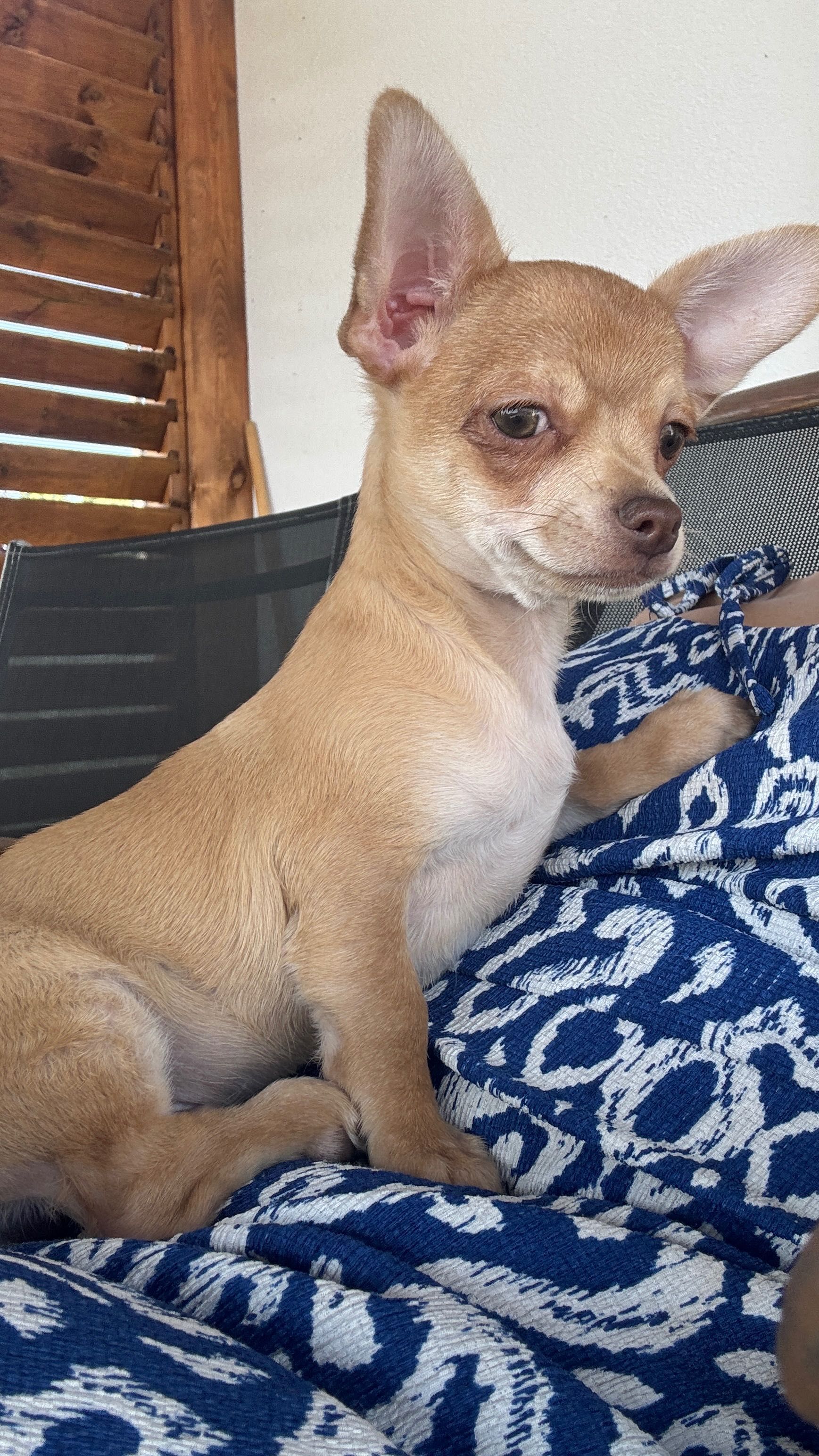 Piesek chihuahua red nos