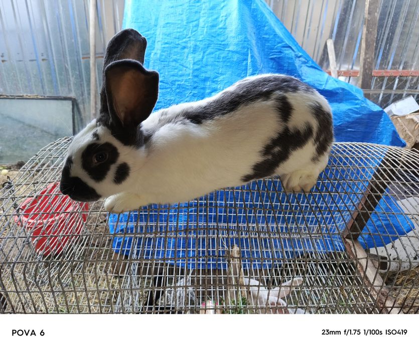 Продам кролів німецький строкач та термонська біла.