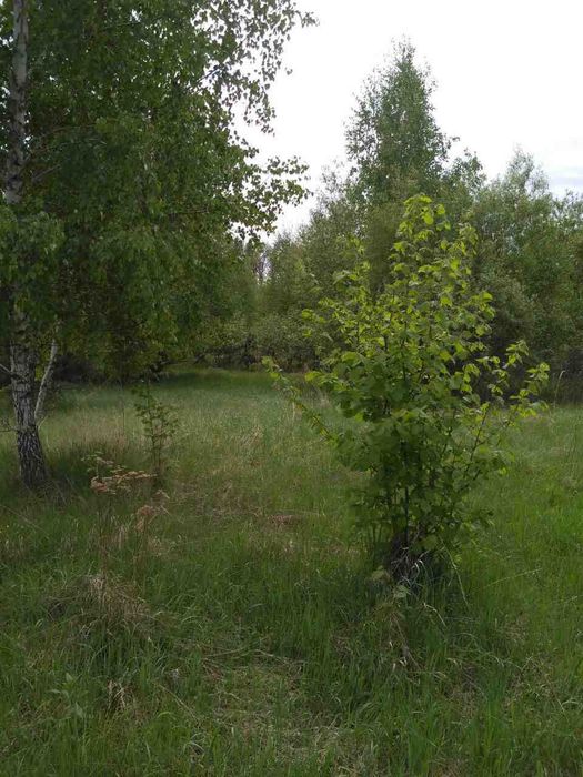 Продаж землі в селі Ясногородка Вишгородського району, 23 тис. у.е.