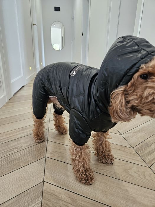 Kombinezon dla psa / zimowy / wodoodporny / york pudel maltańczyk