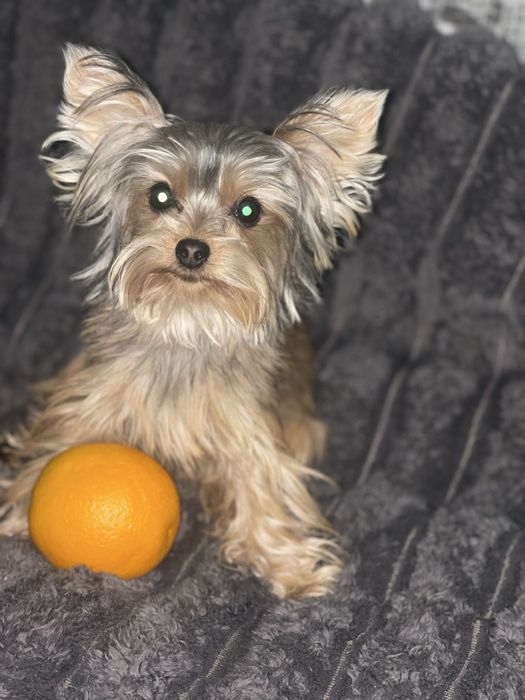 Дівчатка 9 місяців міні