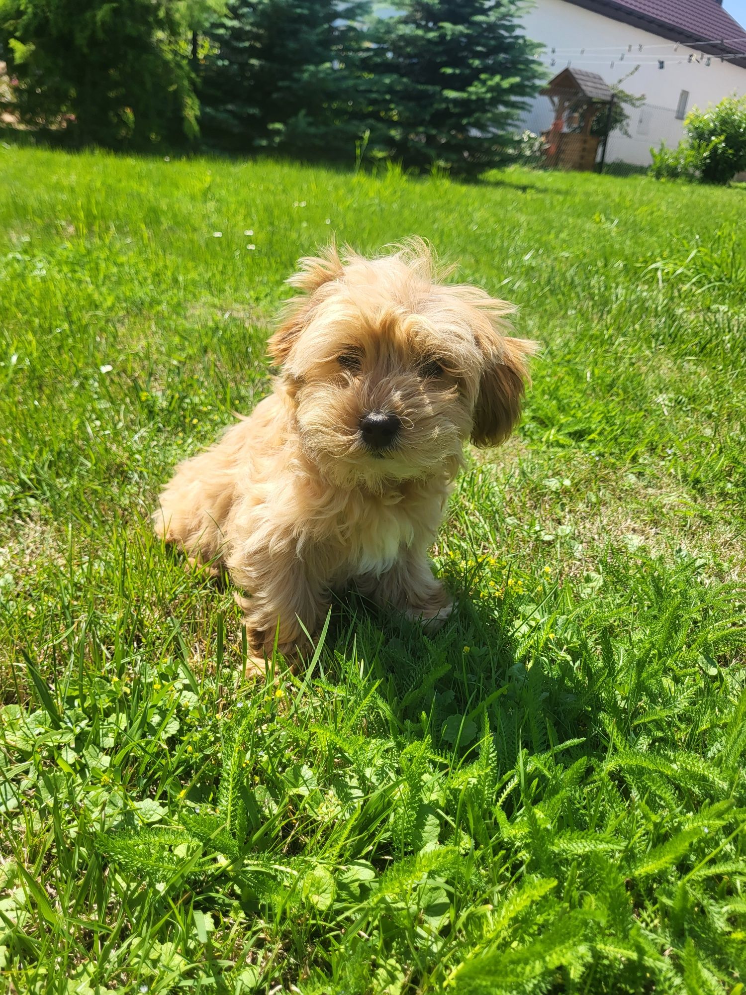 Śliczna sunia Maltipoo