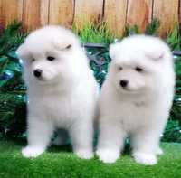 Szczeniak Samoyed Samojed