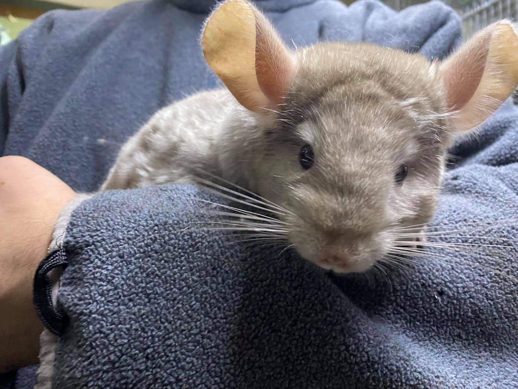 Witam sprzedam szynszyla chinchilla beżowa beżowy w wieku 3,5 miesiąca