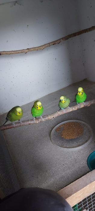 Papuga falista samiec