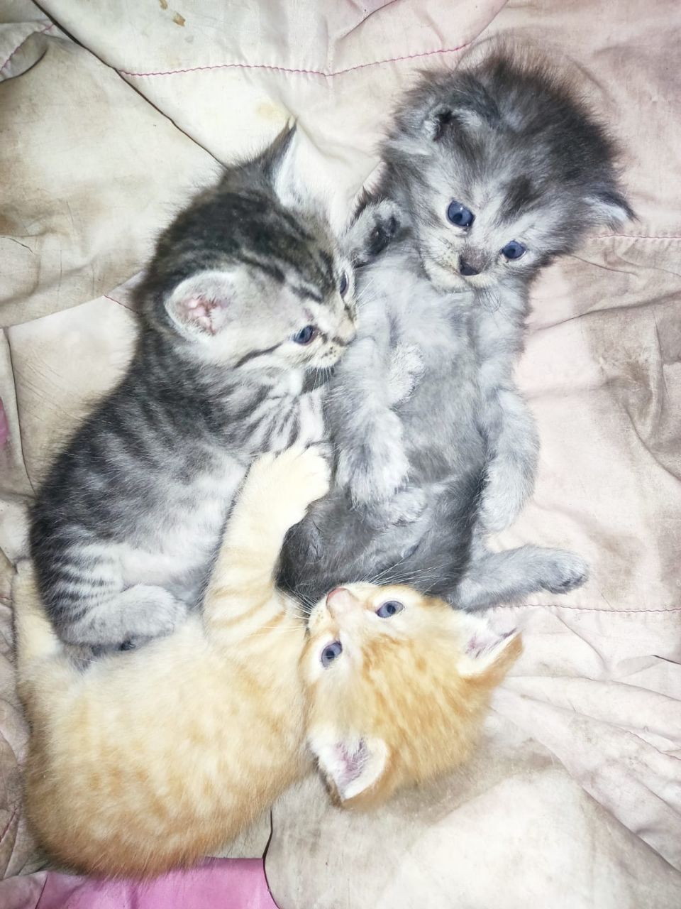 Отдам котят в добрые руки