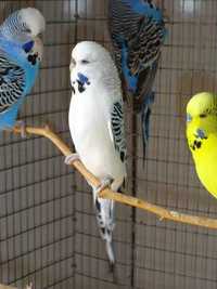 Волнистые попугаи разного окраса и клетки