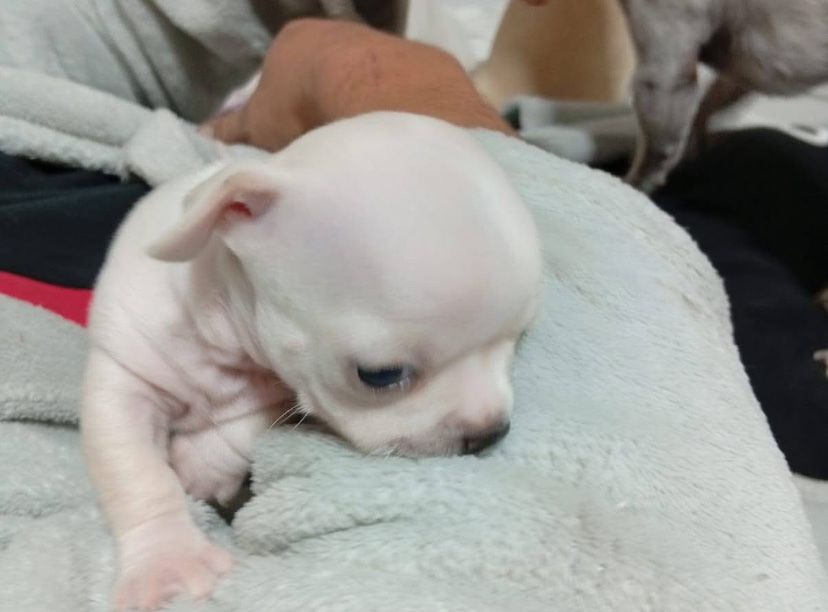 Chihuahua femea linda