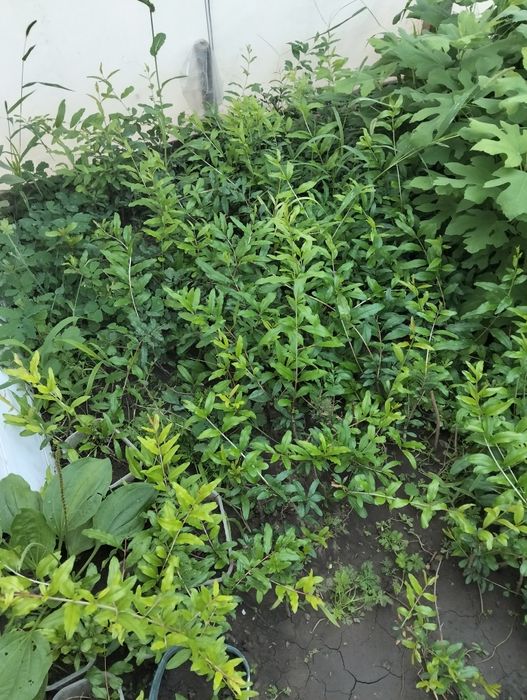 ХУРМА САЖЕНЦЫ.дар софиевки,виргинская .киви)гранат,инжир