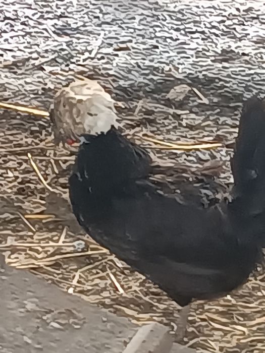 Parka  kurek ozdobnych Czubatek