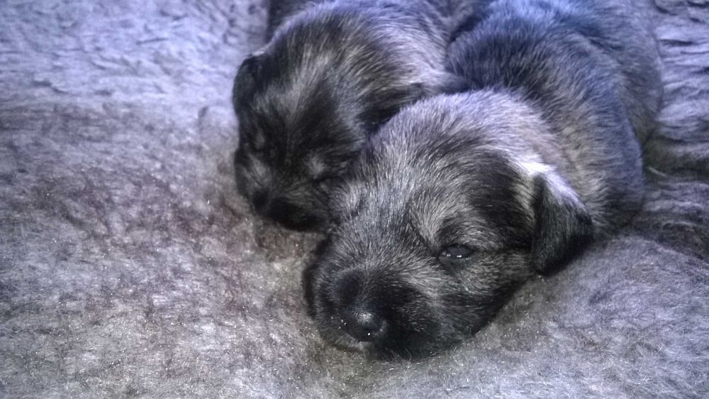 sznaucer miniaturowy - piesek/samiec