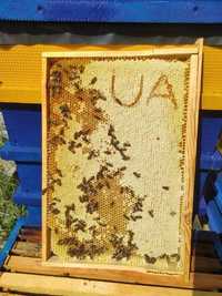 Продам 10 бджолиних сімей без вуликів