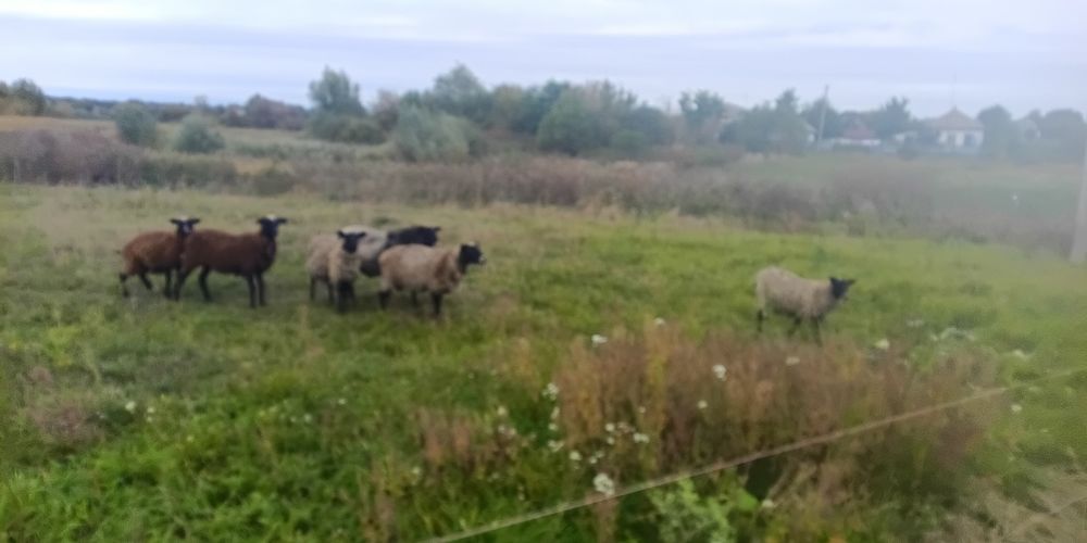 Вівці , ярки , овечки 75грн/кг