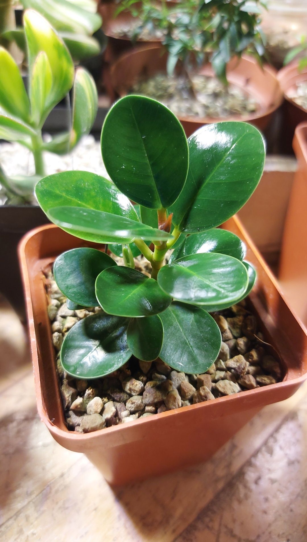 Ficus Panda Фикус Панда (Dollar ficus)