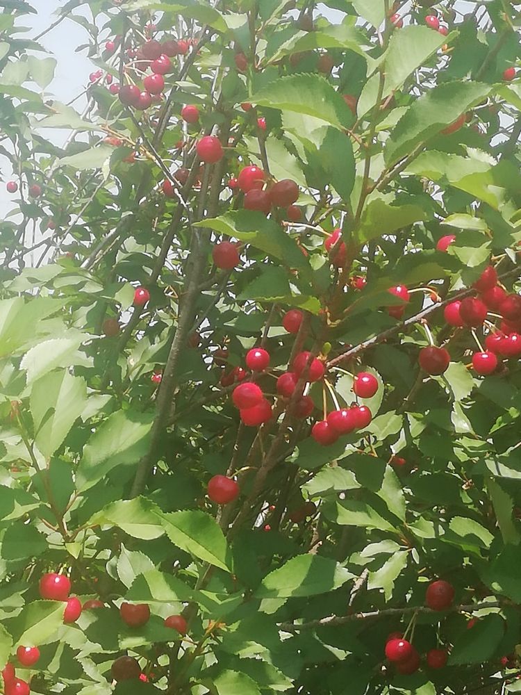 Ginja fresca (colhida no proprio dia)