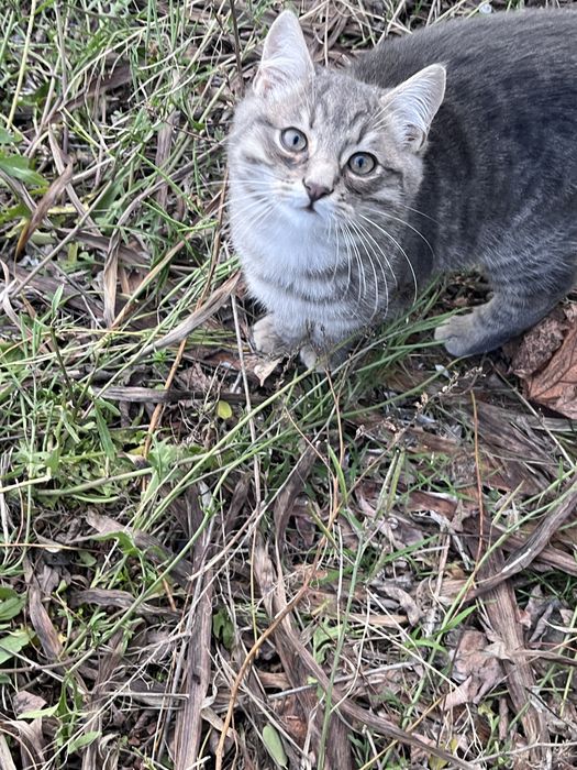 Кошенята безкоштовно