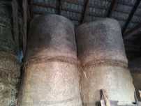 7 szt Siano 160cm 2024 rok