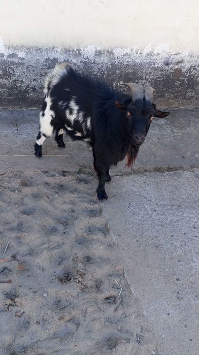 Chivo anão com 2 anos