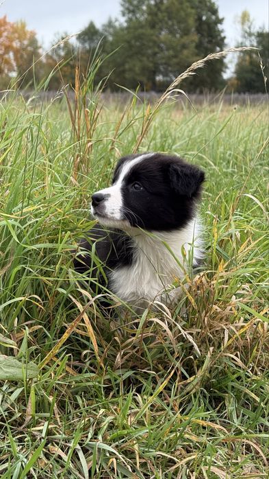 Szczeniak Owczarek Border Collie suczka rasowa dziewięc tygodni