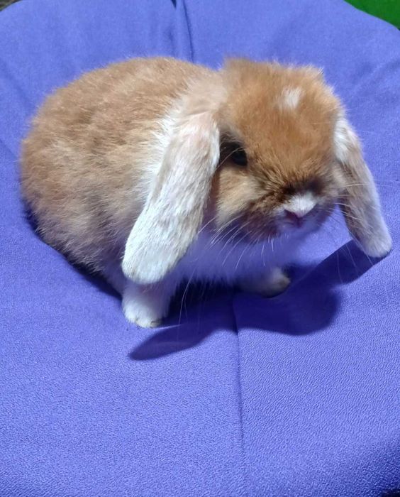 Карликовий кролик, декоративний кролик.