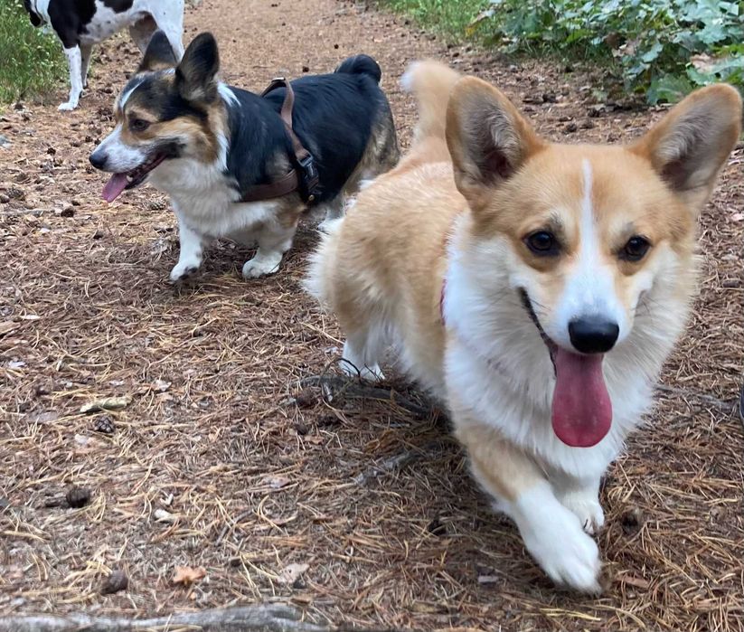 cudowny szczeniak Welsh Corgi Pembroke