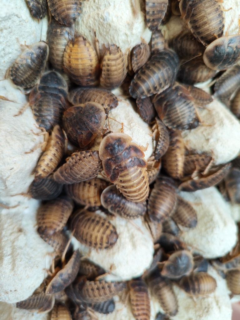 200 dubi 2-3 cm 100 sztuk drewnojada i 200 mącznika