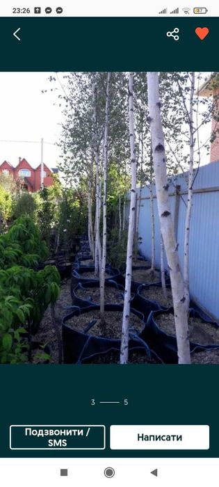 Берёза белоствольная, Бук,Осина,Дуб Красный, Клен, Рябина,Горобина