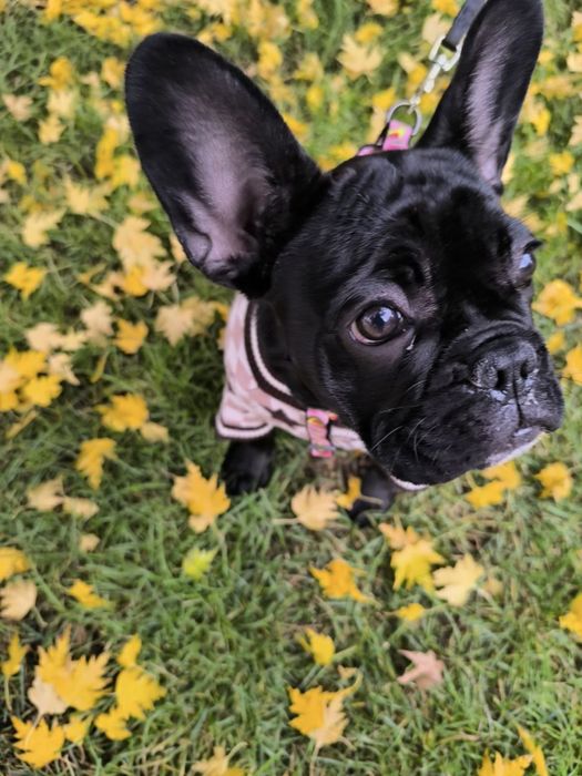 Продам цуценя французький бульдог КСУ