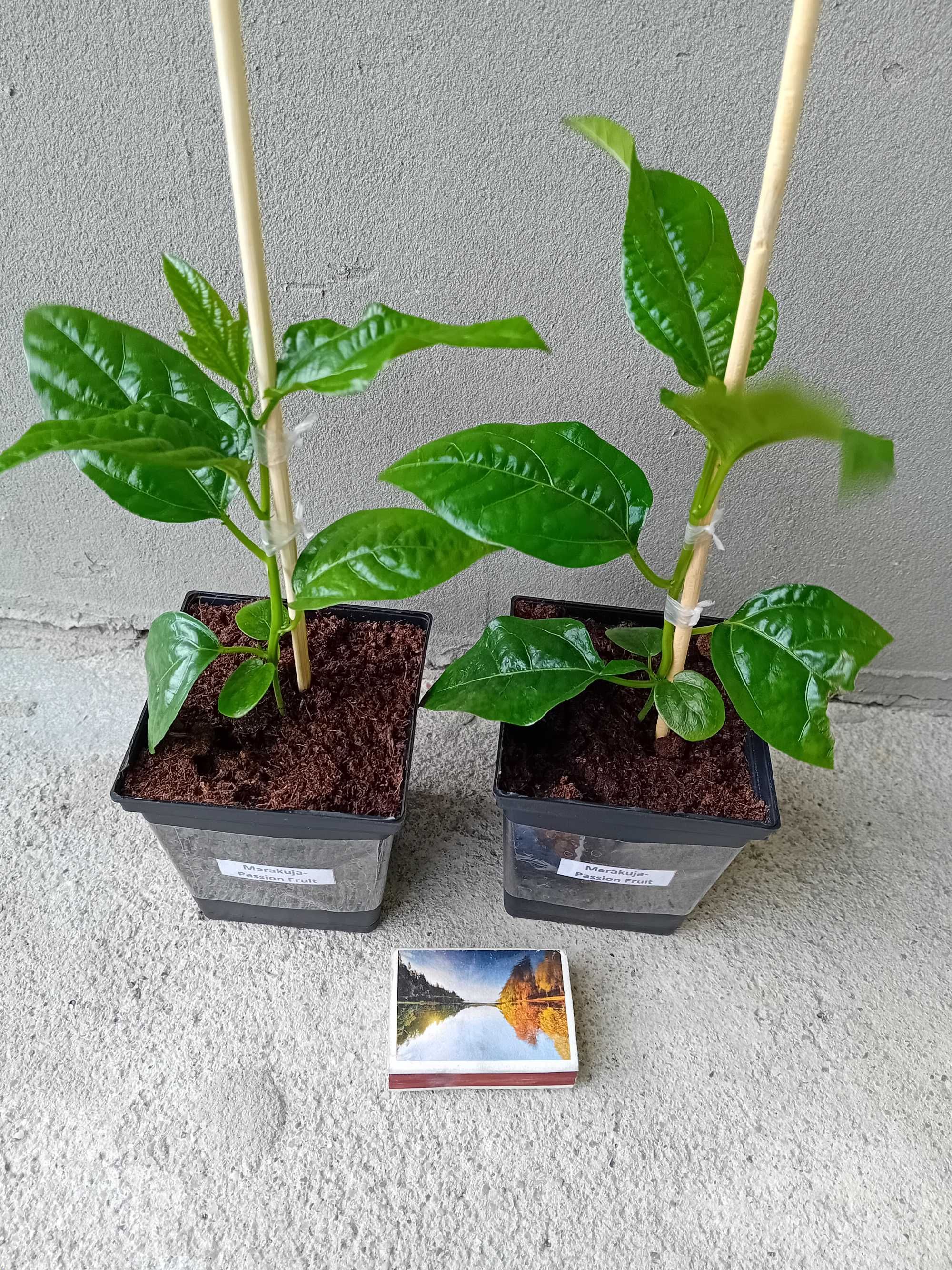 MARAKUJA Passiflora edulis+GRATISY