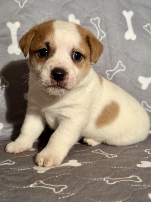 Гладкий мальчик джек рассел 1 месяц