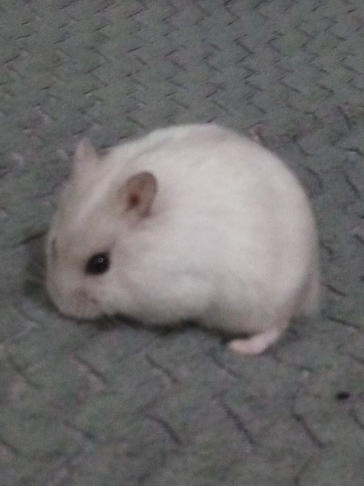 Chomik hybryda szuka domu
