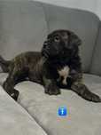 Szczeniak Cane Corso Italiano FCI