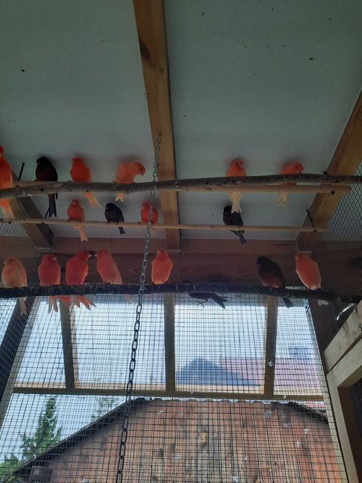 Sprzedam kanarki czerwone oraz czerwono-czarne