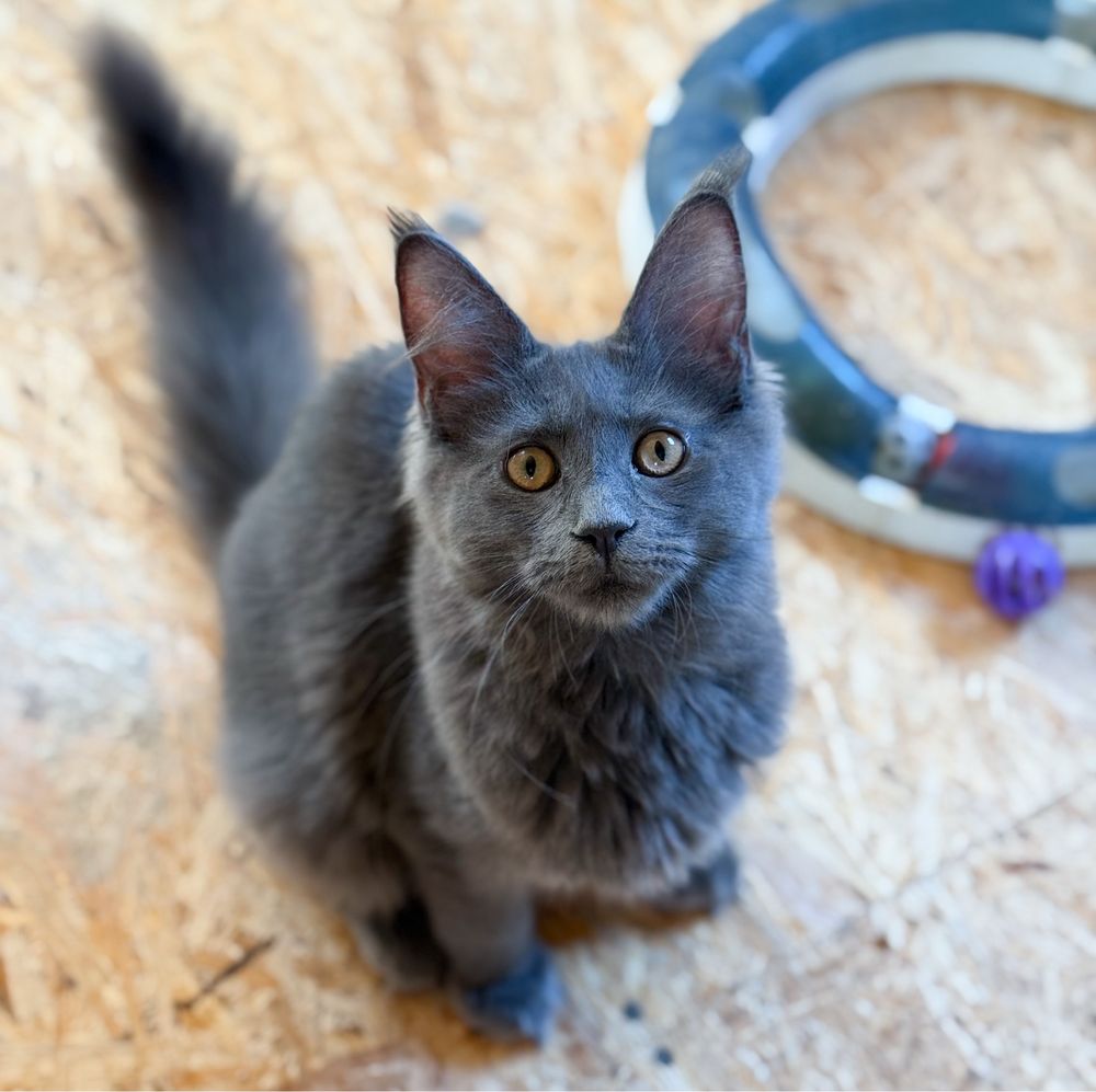 Niebieska koteczka UNA Maine Coon
