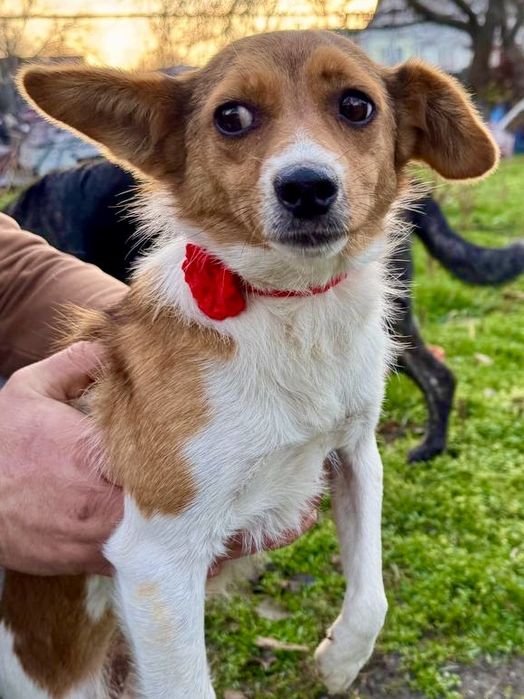 Соня ищет хороший дом