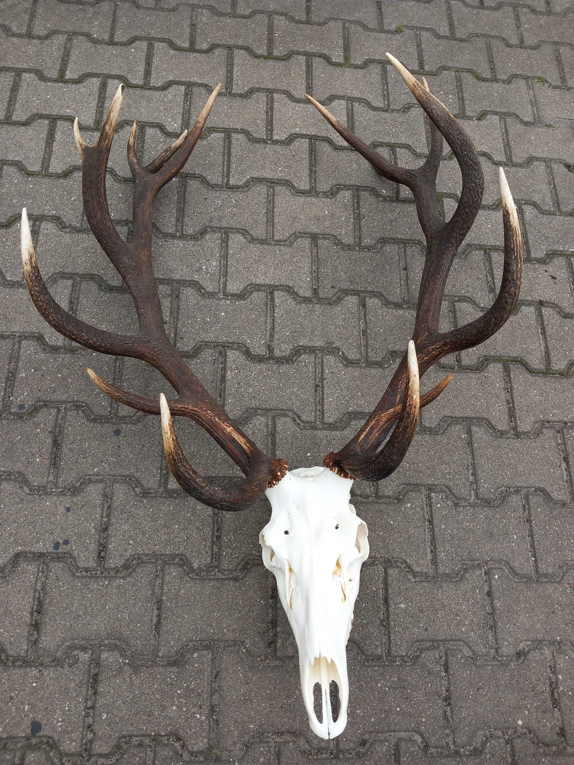 Poroże, Wieniec, Byk, Jeleń, Szesnastak, 8,1 kg