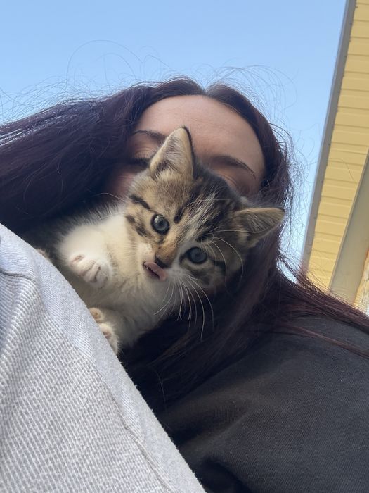 віддам котиків в добрі руки