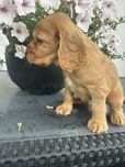 Cocker spaniel angielski